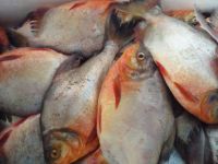 Red Pomfret