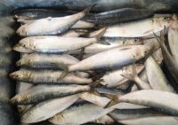 Frozen Sardines Fish