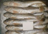 Frozen Silver Croaker