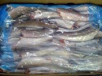 Fresh Frozen Hake