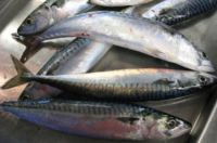 Atlantic Mackerel