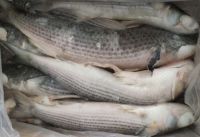 Grey Mullet Fish