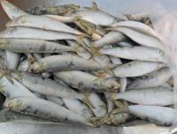 Fresh Frozen Sardinella Fish