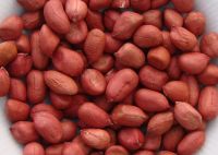 Red Peanut 