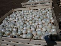 White Onions