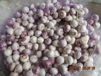 Single Clove Garlic