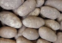 Russet Potatoes