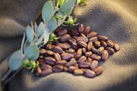 Jojoba Seeds