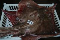 Skate Fish, Whole, Fillet