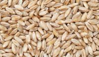 Durum Wheat 