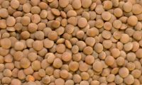 Organic Red Lentil 