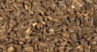 Black Sunflower Seeds