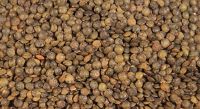 French Green Lentils 