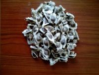 Moringa Seeds