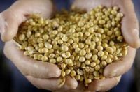 Natural Dried Soybeans
