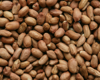Runner Peanut / Argentine Origin
