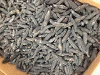 Dried Sea Cucumber Available For Sale