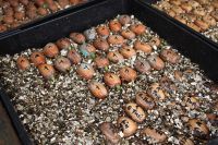 Encephalartos cycad seeds for sale