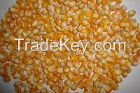 Popcorn Maize