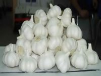 Pure White Garlic Available for sale