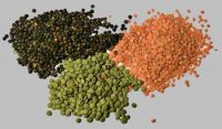 High Quality Lentils/Red Lentils/Green Lentils For Sale