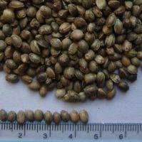 hemp seeds for bird feeds for sale