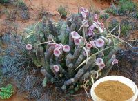 Hoodia Gordonii Extract powder