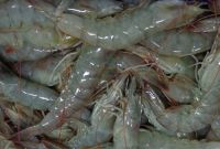 Vannamei Prawns