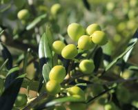 Fresh Olive fruits