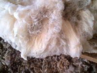 Merino Greasy Wool