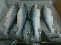Frozen Atlantic Salmon (Salmo salar)