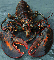 Hardshell Lobsters