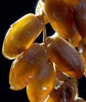 Tunisian Dates''Deglet Nour''