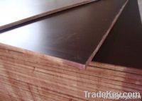 Plywood , film faced plywood, 18mm plywood , plywoods