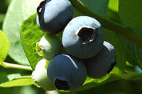 https://ar.tradekey.com/product_view/Blueberries-6794037.html