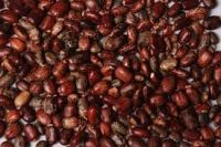 Castor Oil Seeds For Sale 