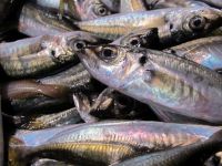 Frozen Atlantic Horse Mackerel