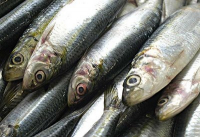 Frozen Sardines (MSC certified)