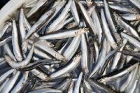 Fresh European Anchovy