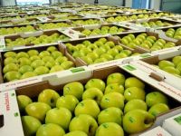 Fresh Granny Smith Apples from South Africa