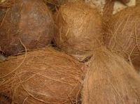 Coconut semi husked