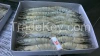 Raw Black tiger Shrimp HOSO semi IQF