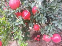 Fresh Fruits & veggies of Indian Origin