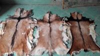 Wet Salted Deer Skins/Wet Salted Donkey Hides/Wet Salted Horse Hides