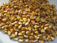 lupine (lupinus, north soybean), corn
