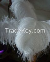 Ostrich Feathers 