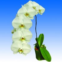 Phalaenopsis orchid