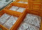 Processed Grade A chicken Paws and Feet available for shipment