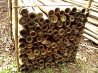 SUPER DRY BAMBOO POLES