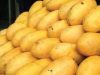 Sweet, yellow and farm fresh mangoes for sale in Bulk quantity